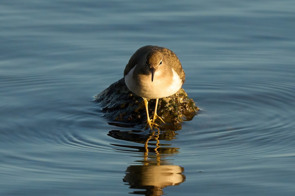 アメリカイソシギ - ML647021082
