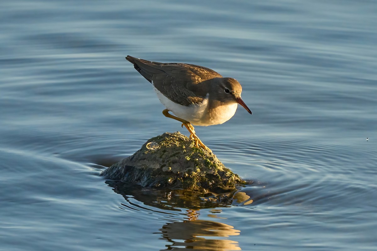 アメリカイソシギ - ML647021083