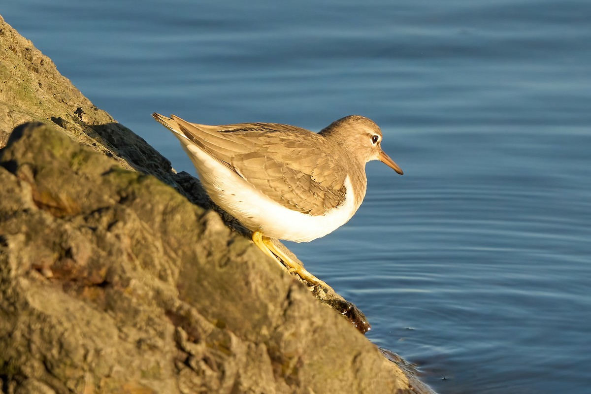 アメリカイソシギ - ML647021084