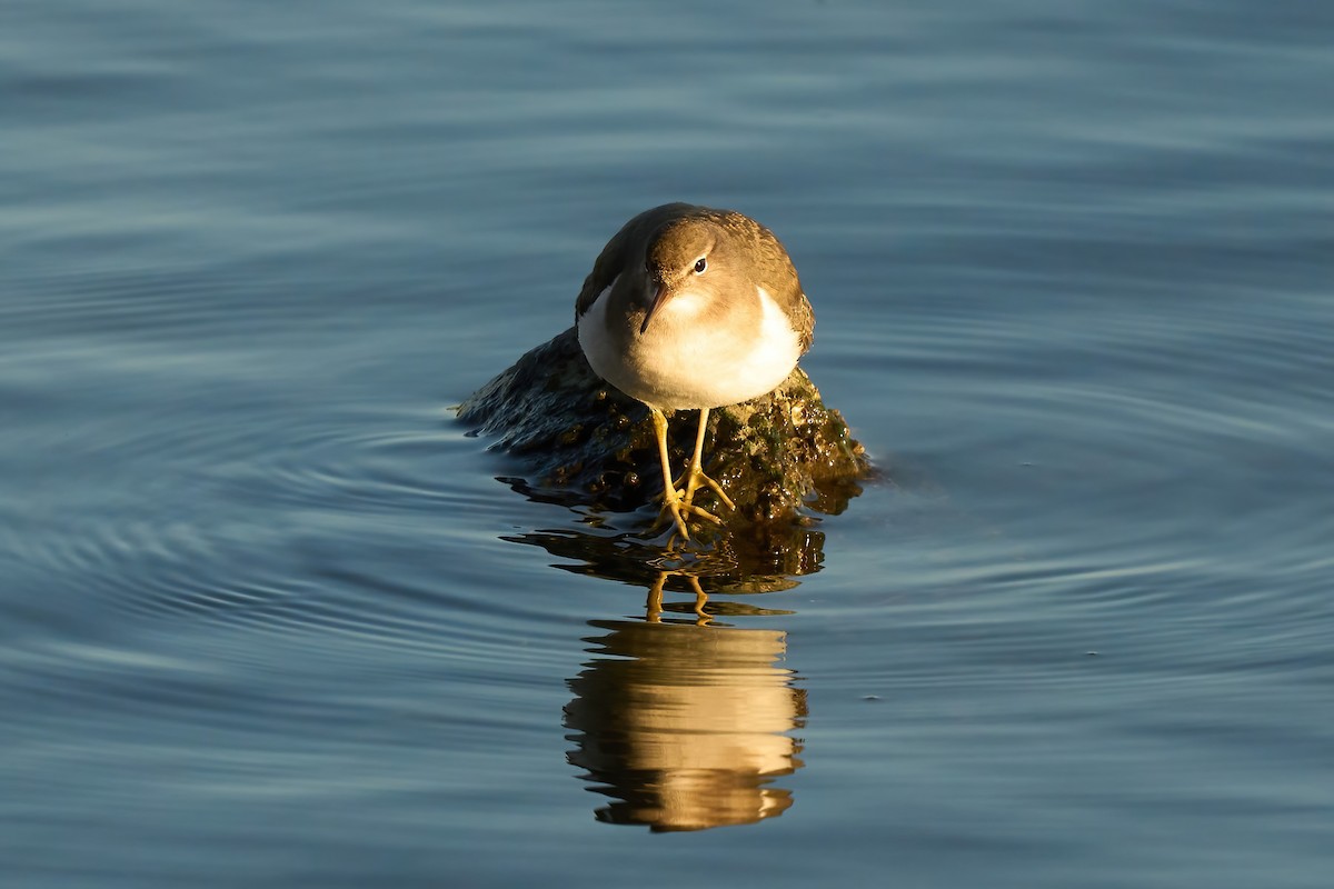 アメリカイソシギ - ML647021085