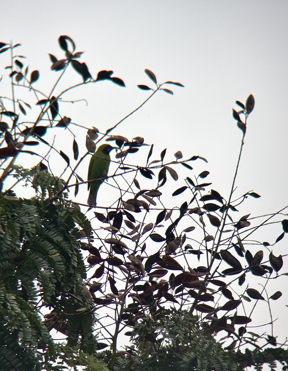 Золотолобая листовка - ML647021090