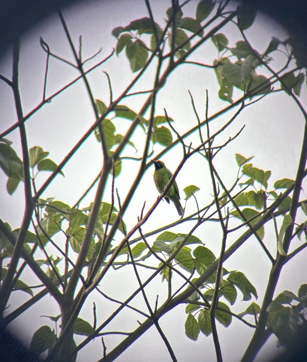 Золотолобая листовка - ML647021091