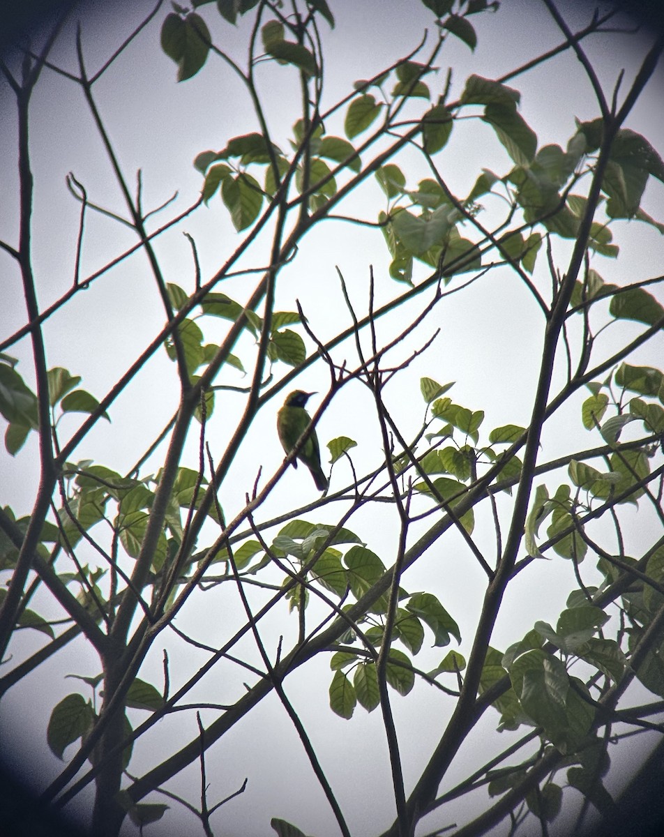 Золотолобая листовка - ML647021092