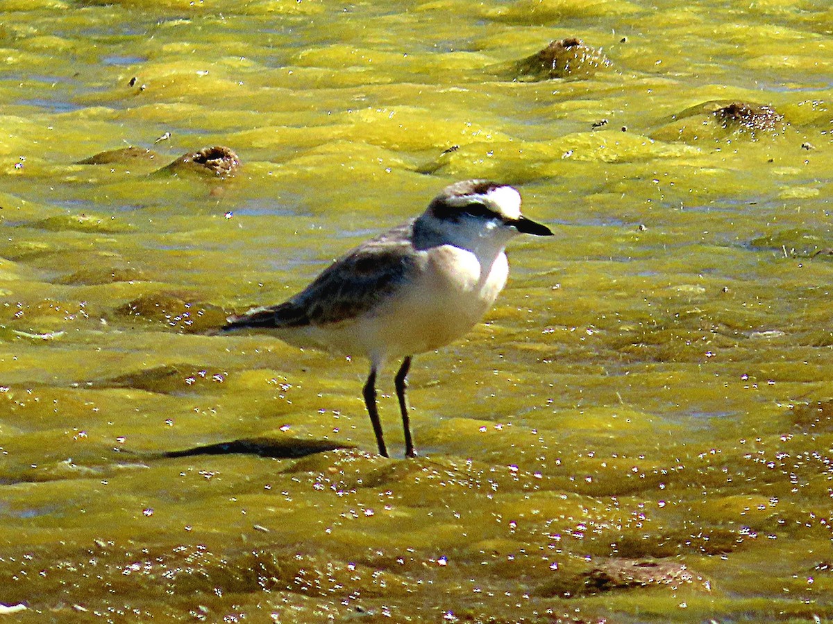 Kittlitz's Plover - ML647021094