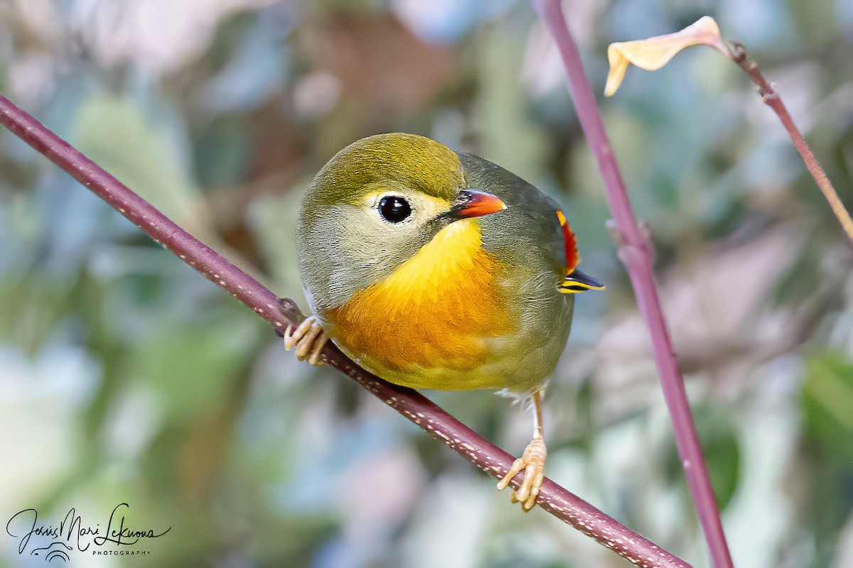 Red-billed Leiothrix - ML647021098