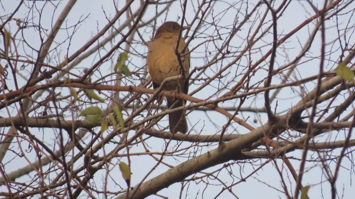 Merle fauve - ML647021102