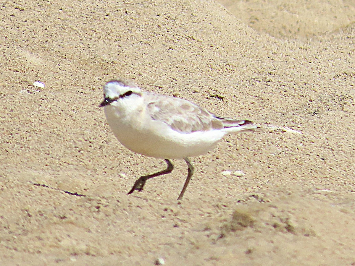 White-fronted Plover - ML647021103