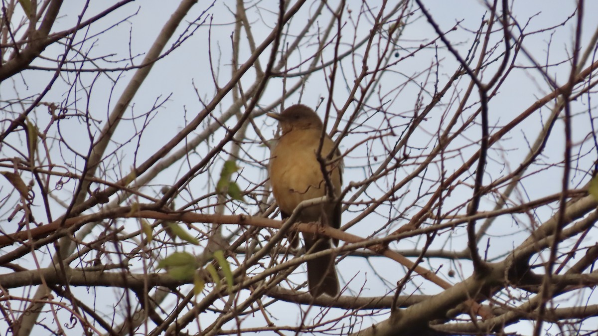 Merle fauve - ML647021105