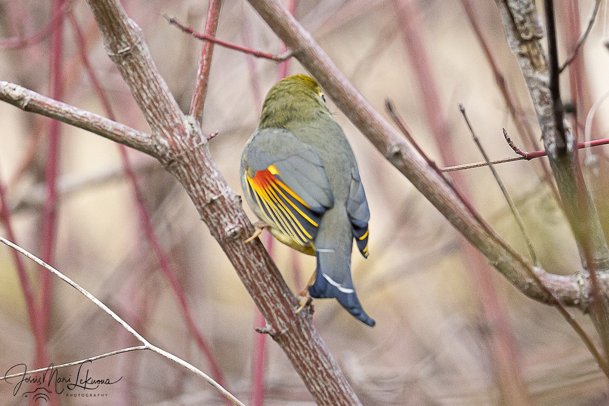 Red-billed Leiothrix - ML647021112