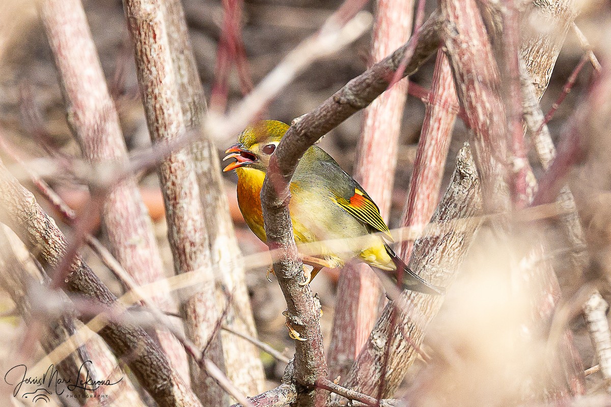 Red-billed Leiothrix - ML647021113