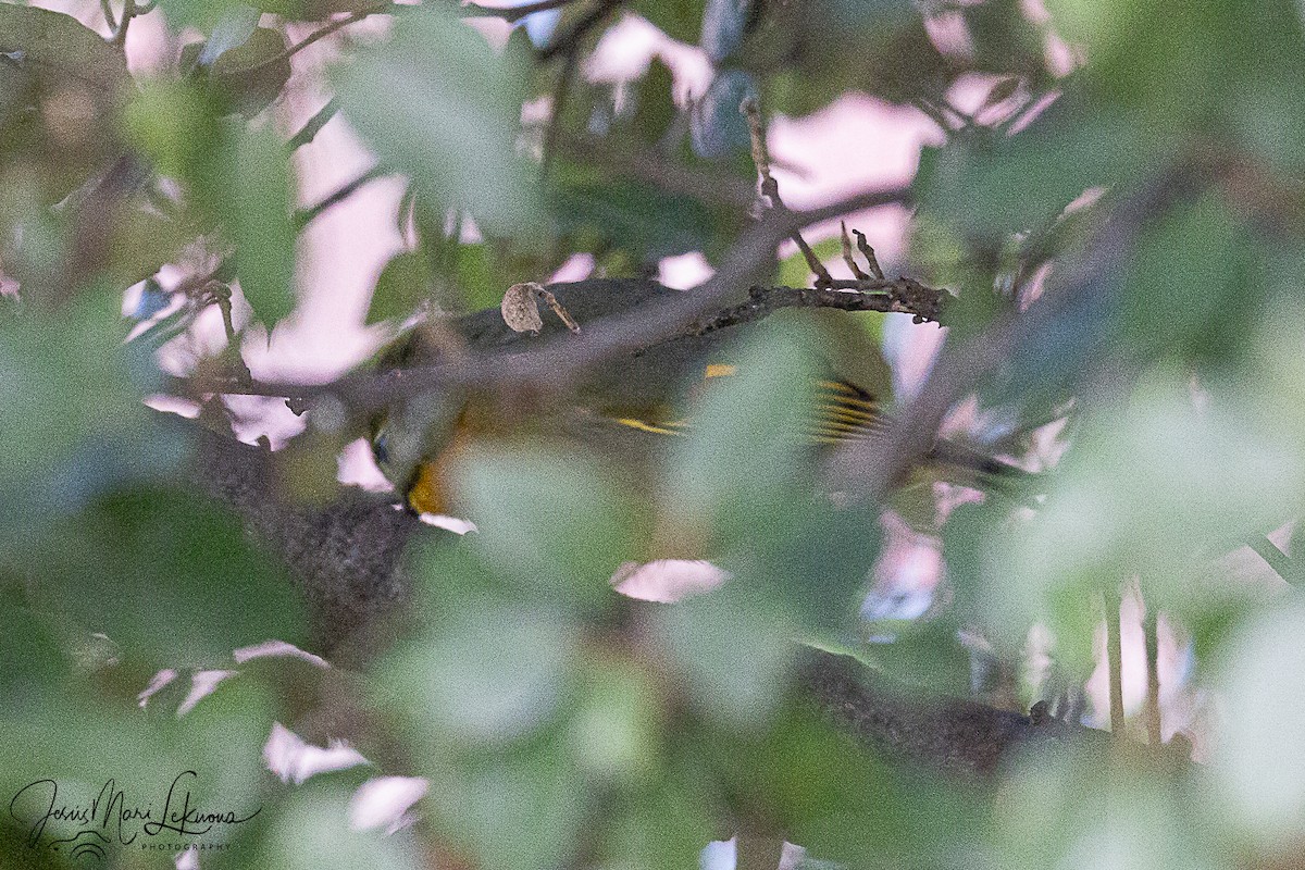 Red-billed Leiothrix - ML647021114