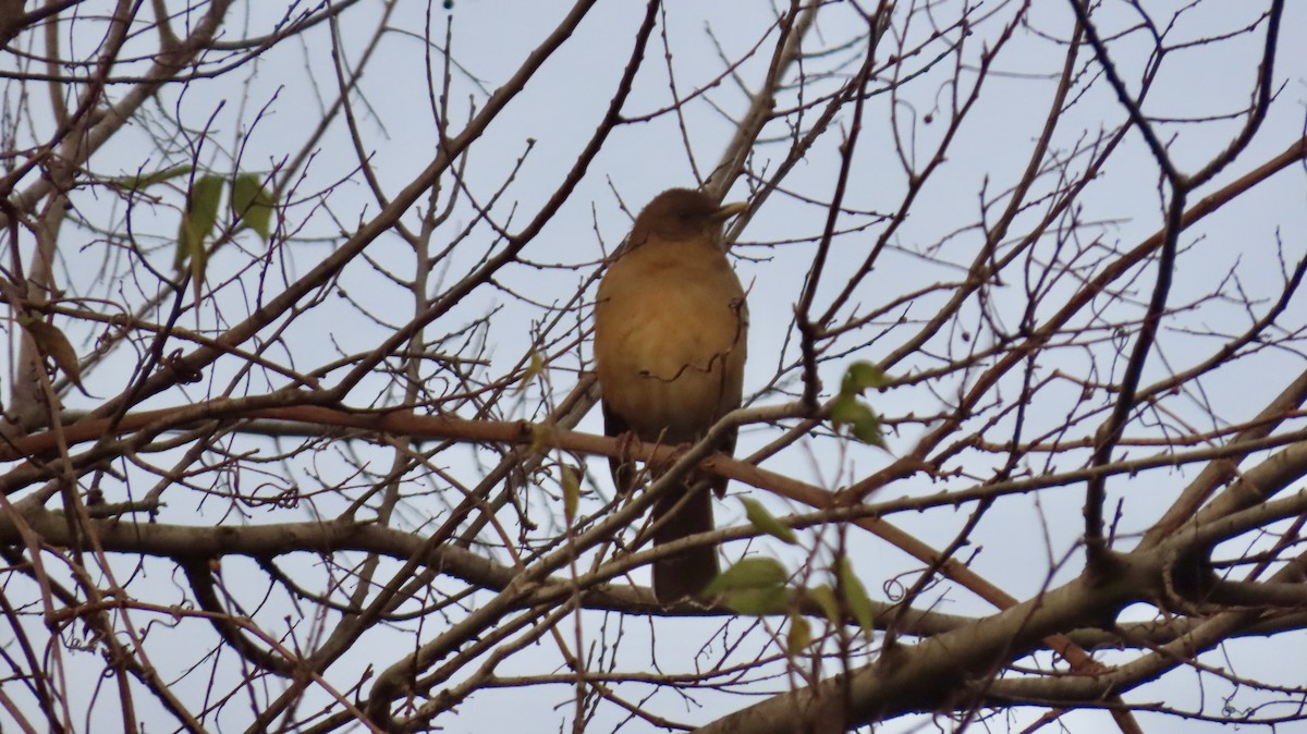 Merle fauve - ML647021117