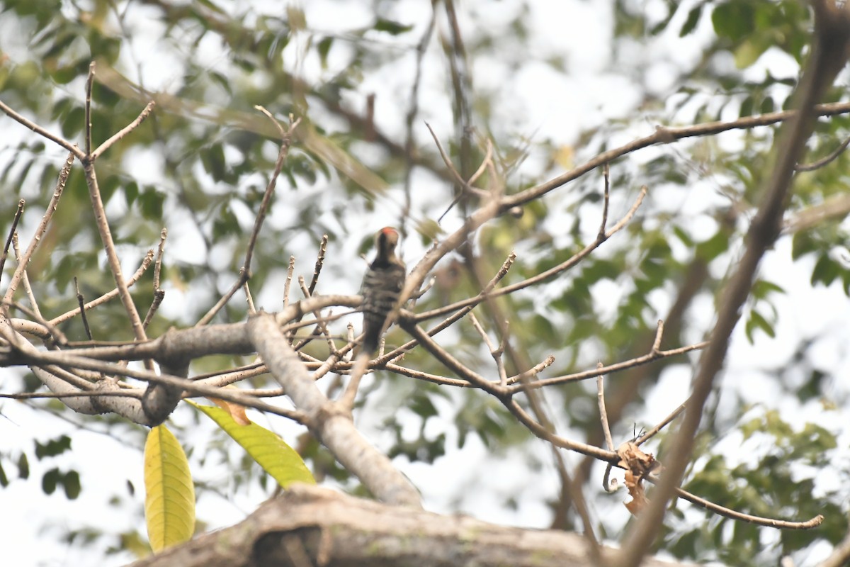 Fulvous-breasted Woodpecker - ML647021119