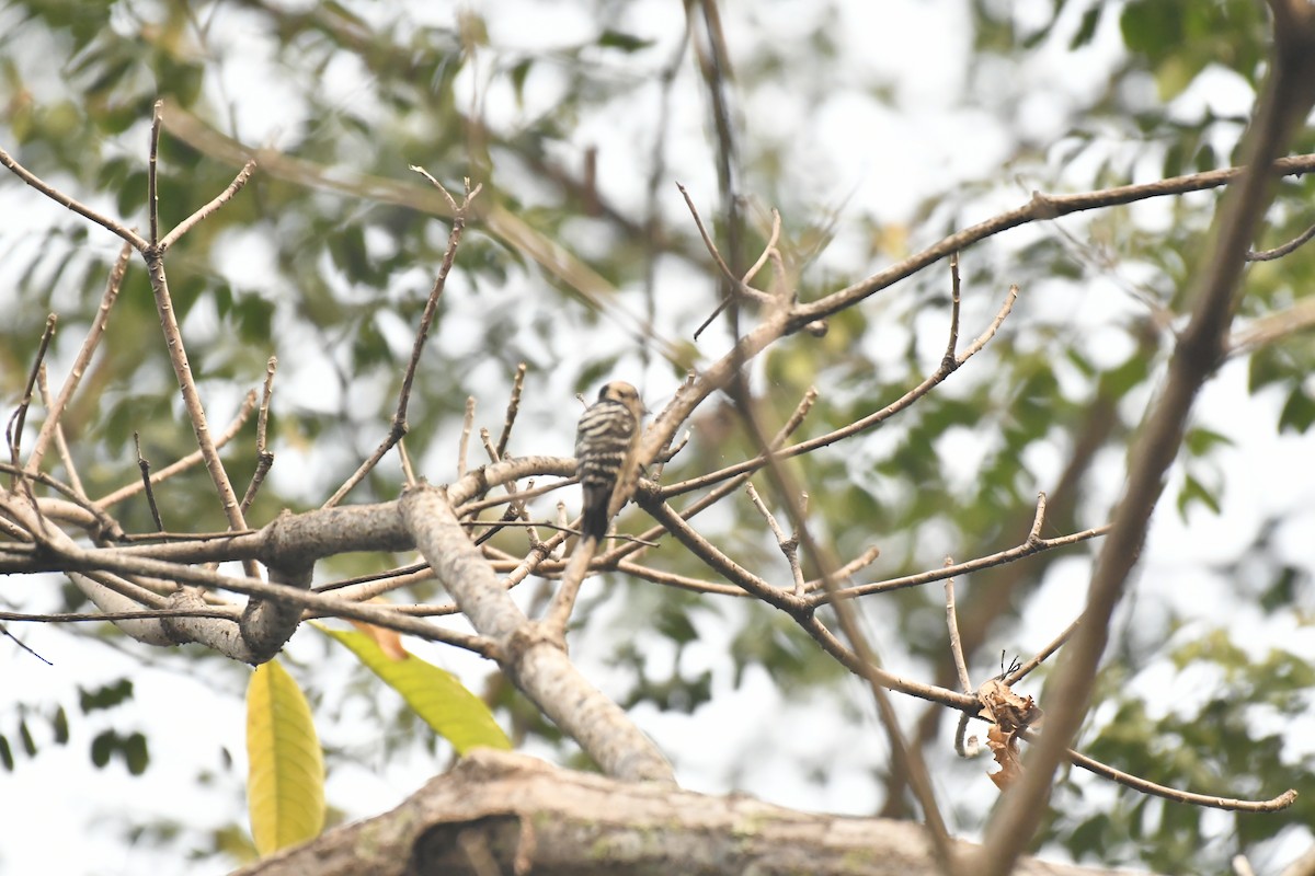 Fulvous-breasted Woodpecker - ML647021120