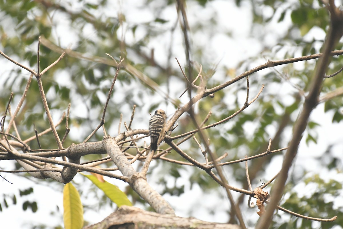 Fulvous-breasted Woodpecker - ML647021121