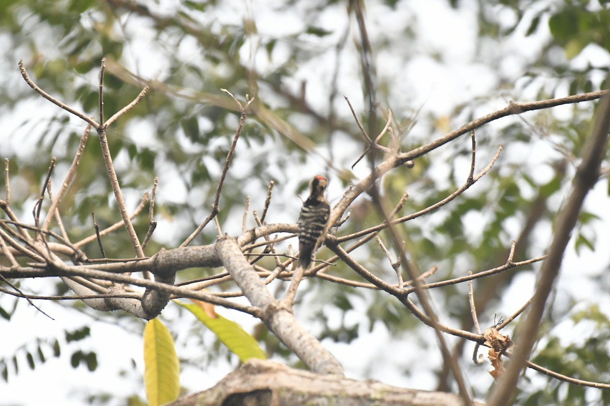 Fulvous-breasted Woodpecker - ML647021122