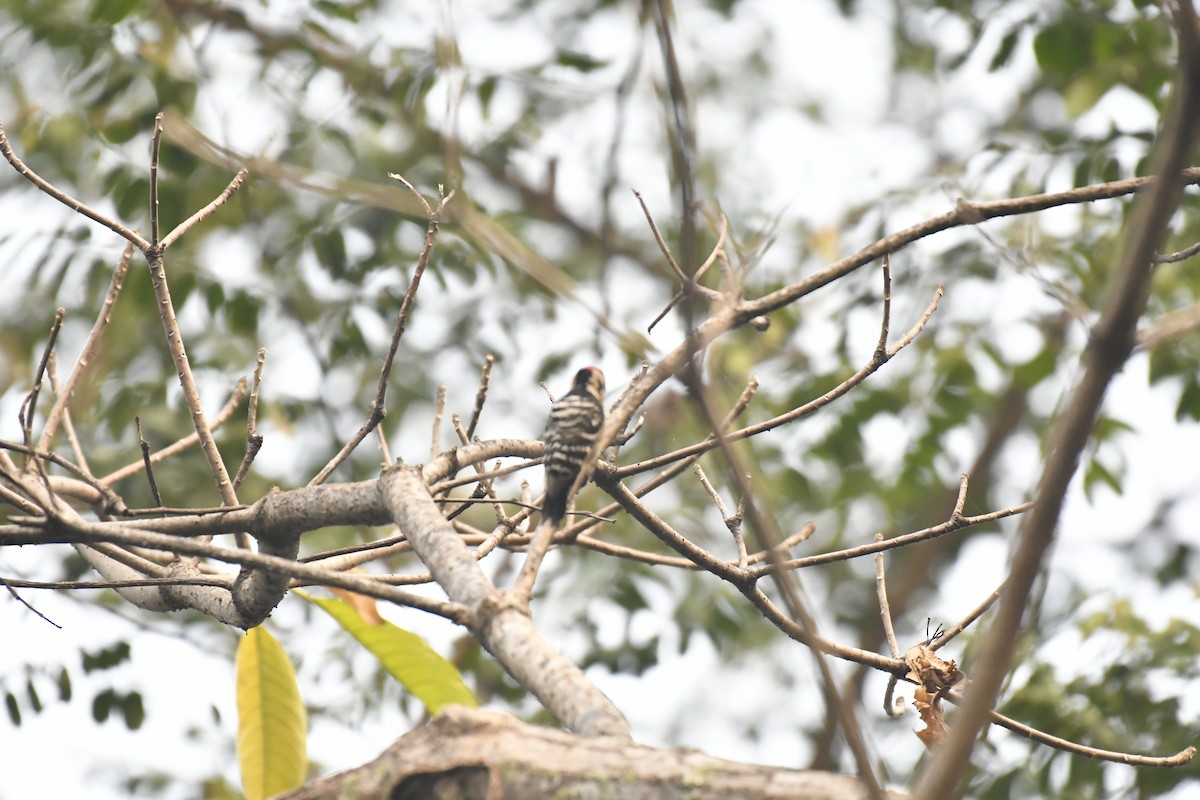 Fulvous-breasted Woodpecker - ML647021123