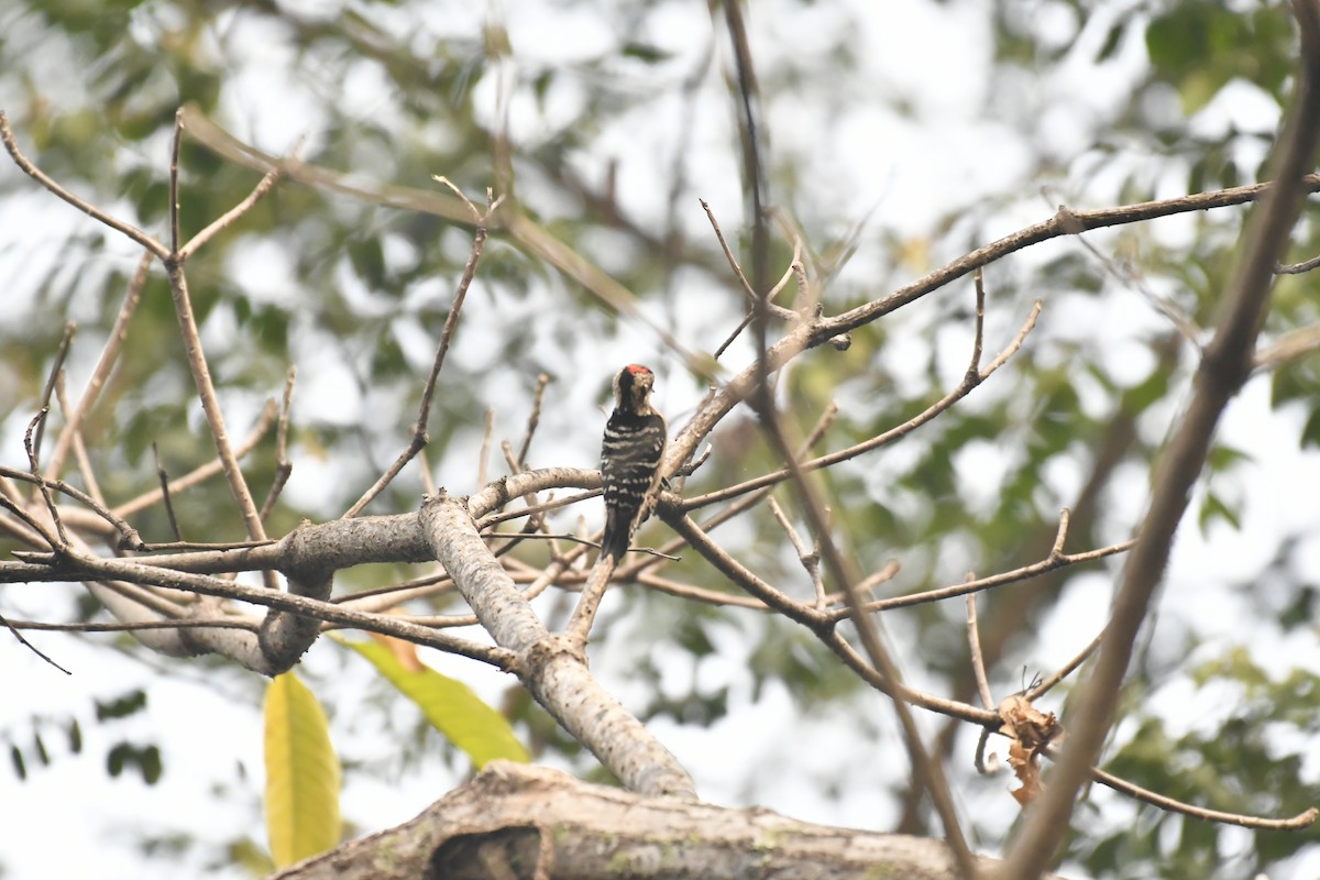 Fulvous-breasted Woodpecker - ML647021124