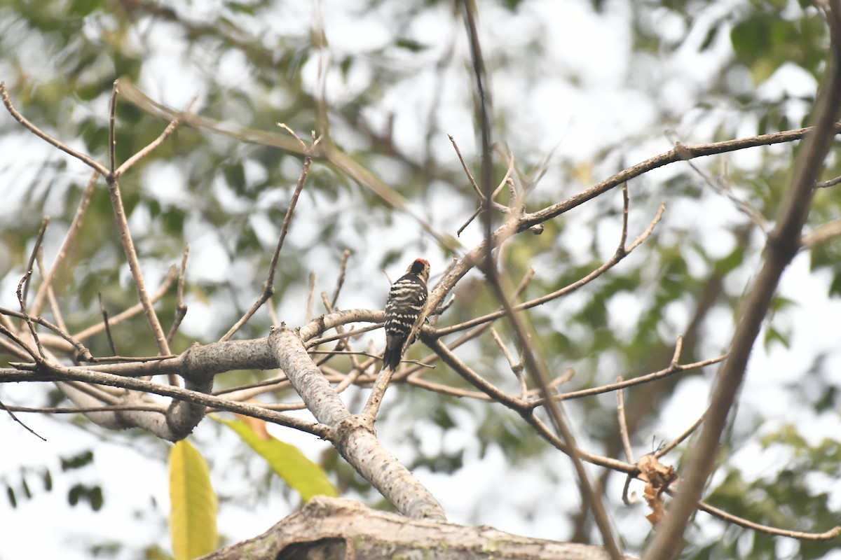 Fulvous-breasted Woodpecker - ML647021125
