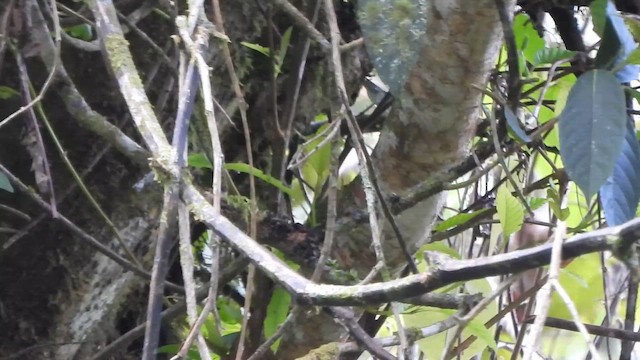 Ruddy Foliage-gleaner - ML647021131