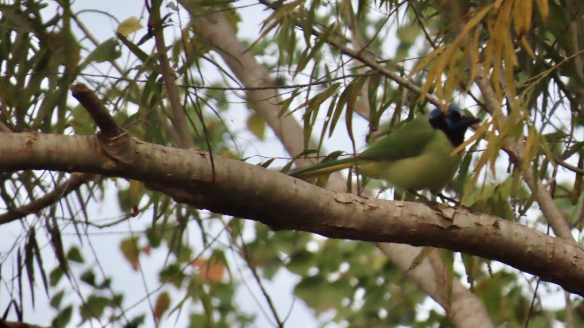 インカサンジャク - ML647021133