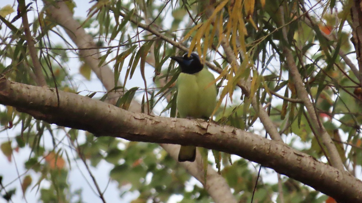 インカサンジャク - ML647021151