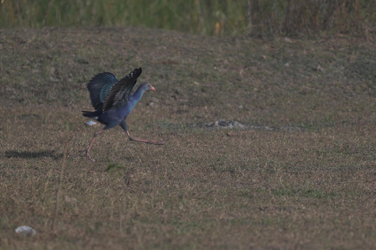 Uroilo urdin burugrisa - ML647021152