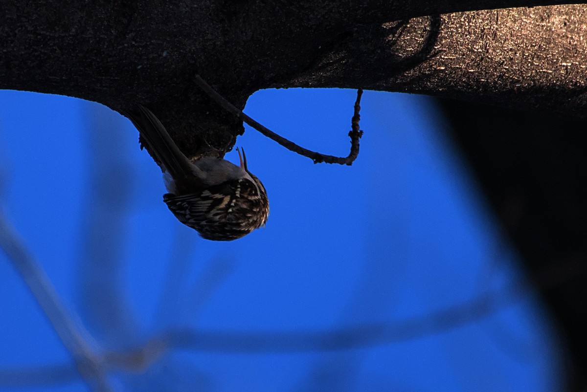 アメリカキバシリ - ML647021167