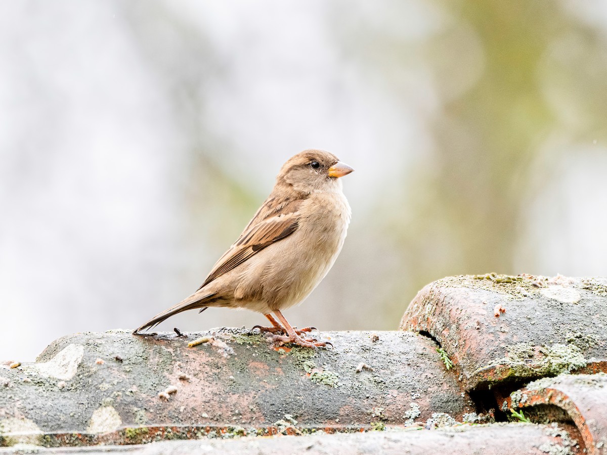 vrabec domácí - ML647021170