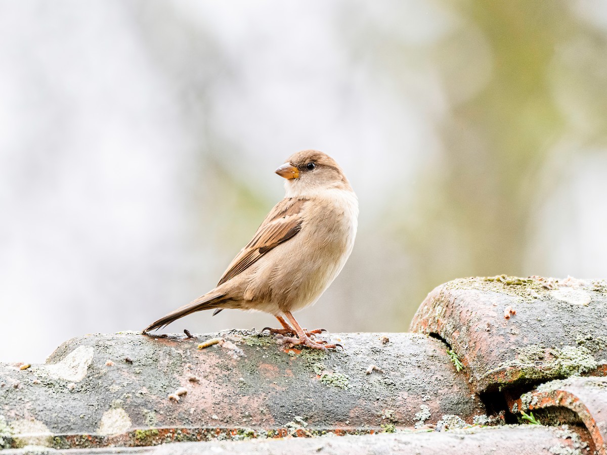 vrabec domácí - ML647021171