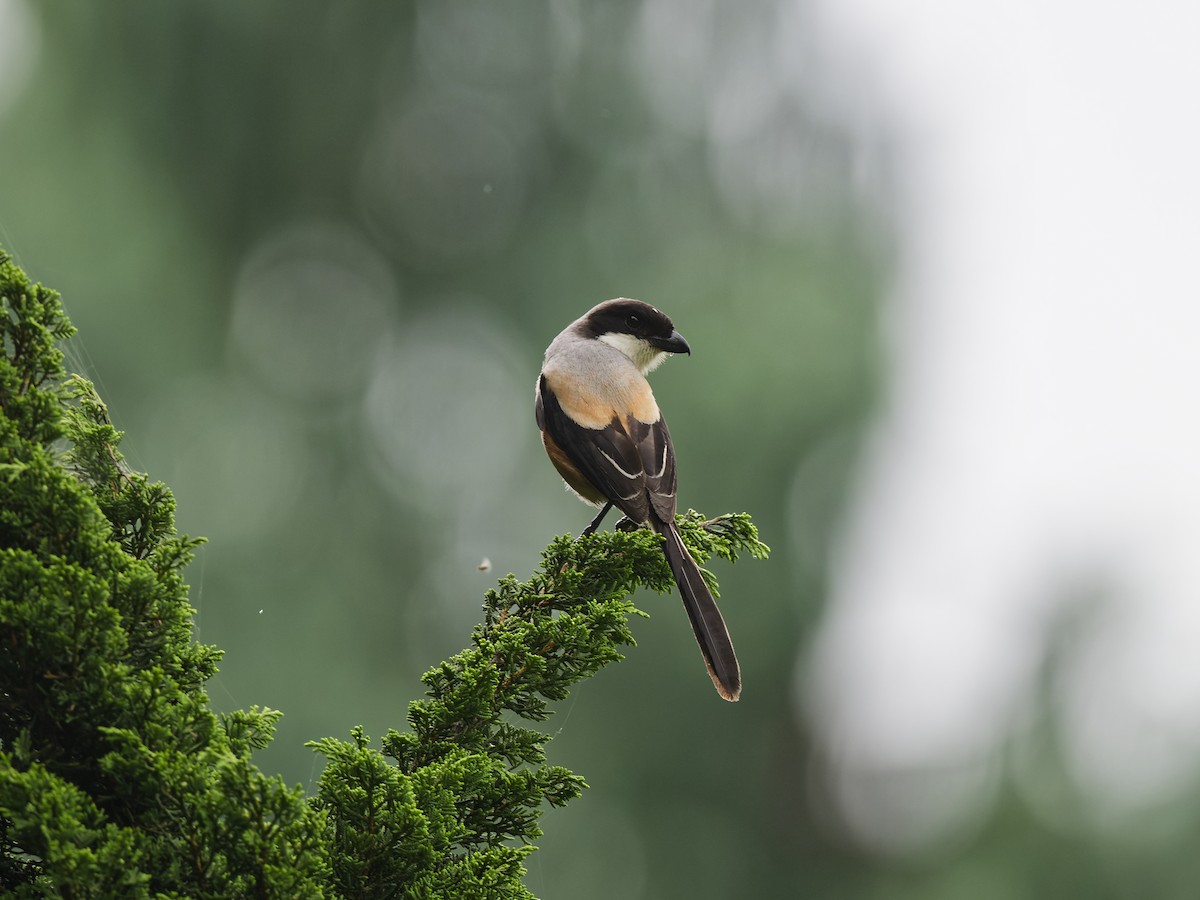 Long-tailed Shrike - ML647021173