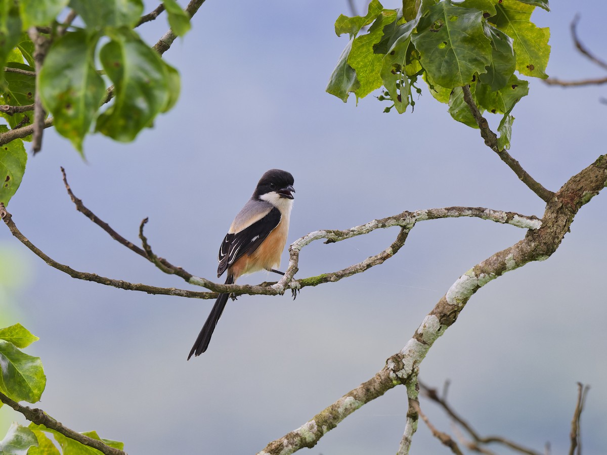 Long-tailed Shrike - ML647021174