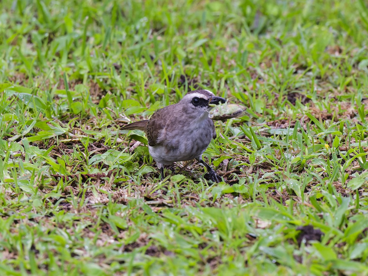 Yellow-vented Bulbul - ML647021176