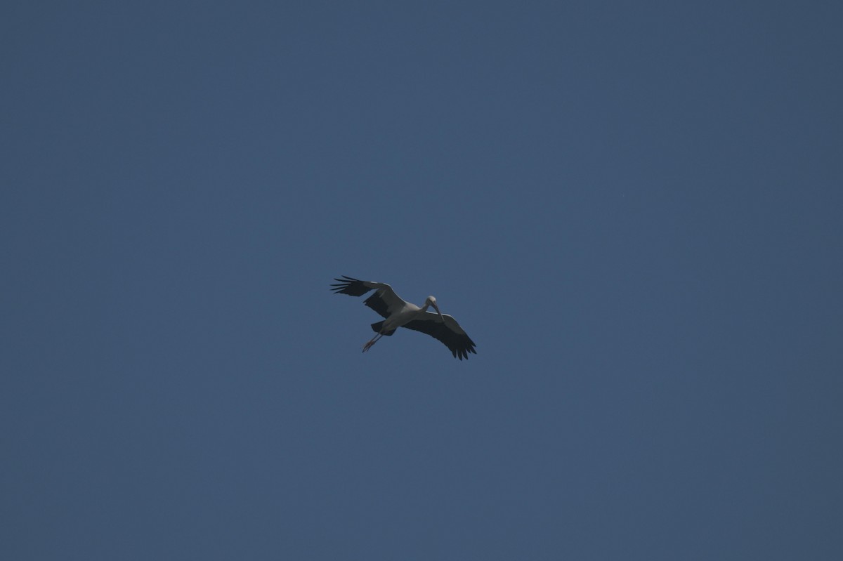 Лелека-молюскоїд індійський - ML647021182