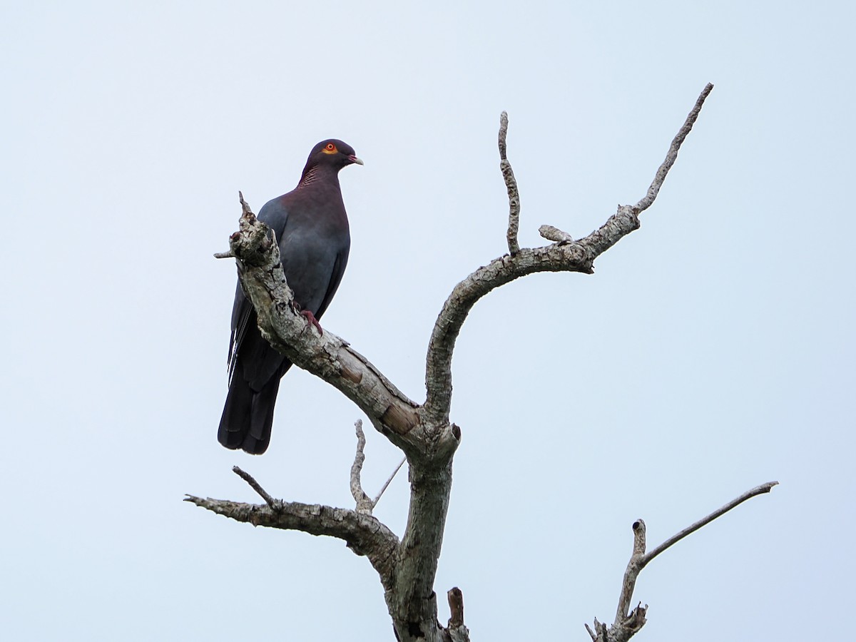 Scaly-naped Pigeon - ML647021194
