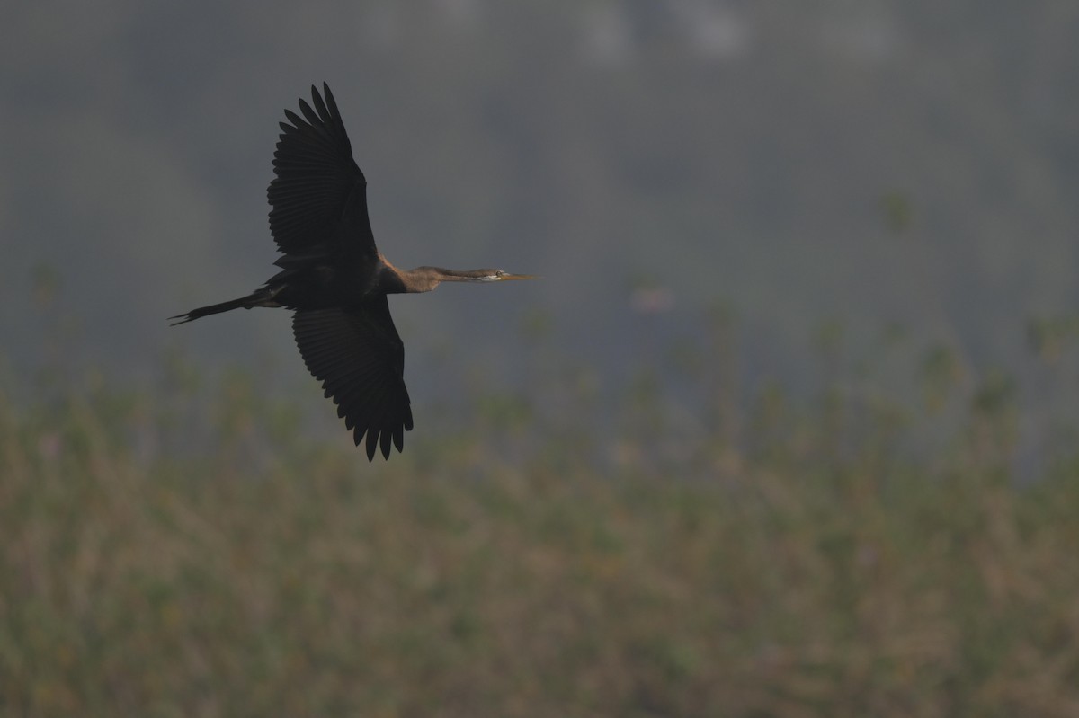 orientslangehals - ML647021197