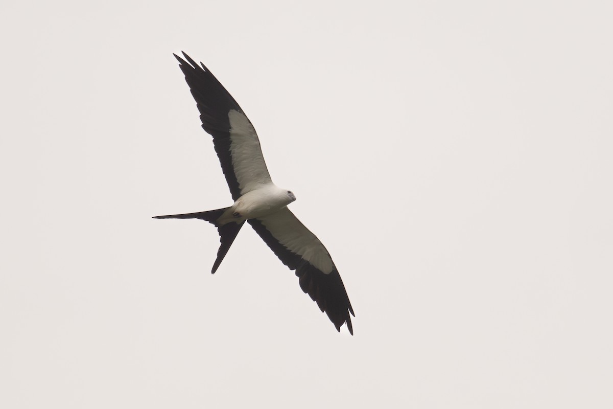 Swallow-tailed Kite - ML647021198