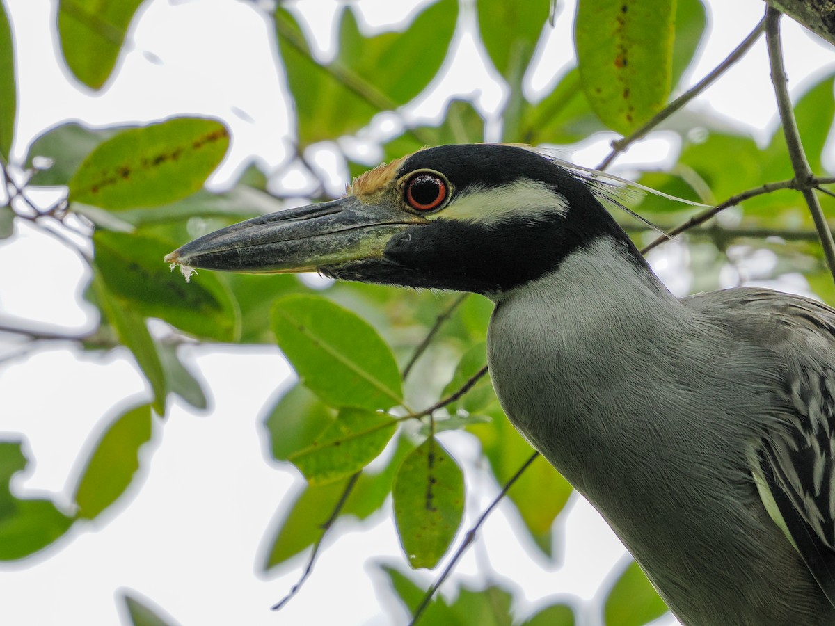 Yellow-crowned Night Heron - ML647021199