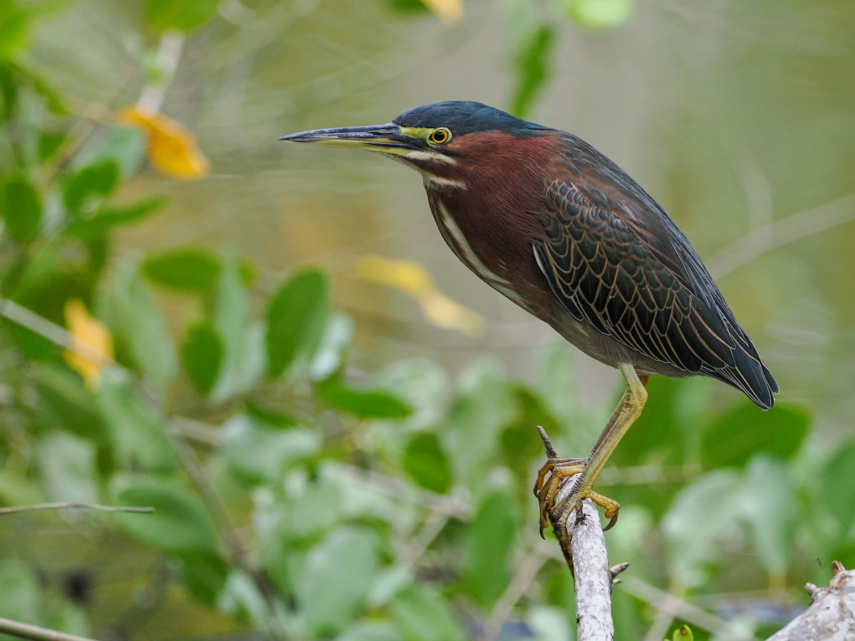 Green Heron - ML647021205