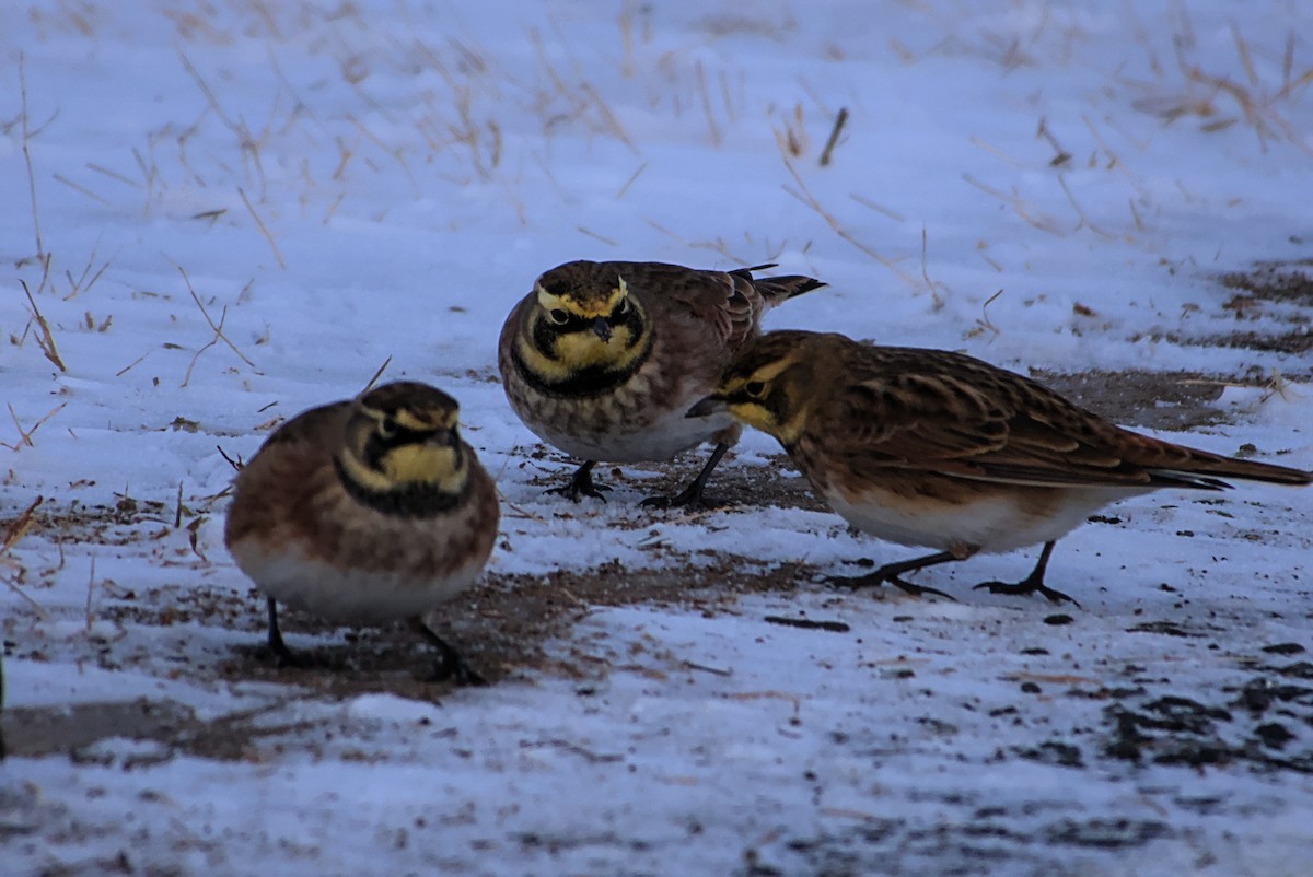 ハマヒバリ - ML647021206