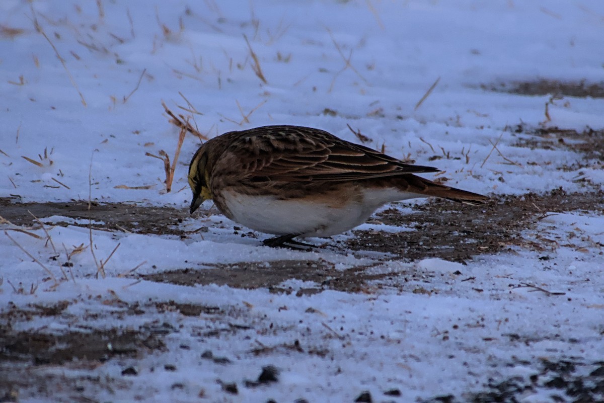 ハマヒバリ - ML647021207