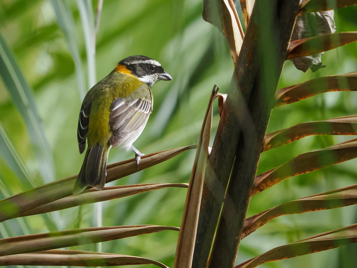 Puerto Rican Spindalis - ML647021211