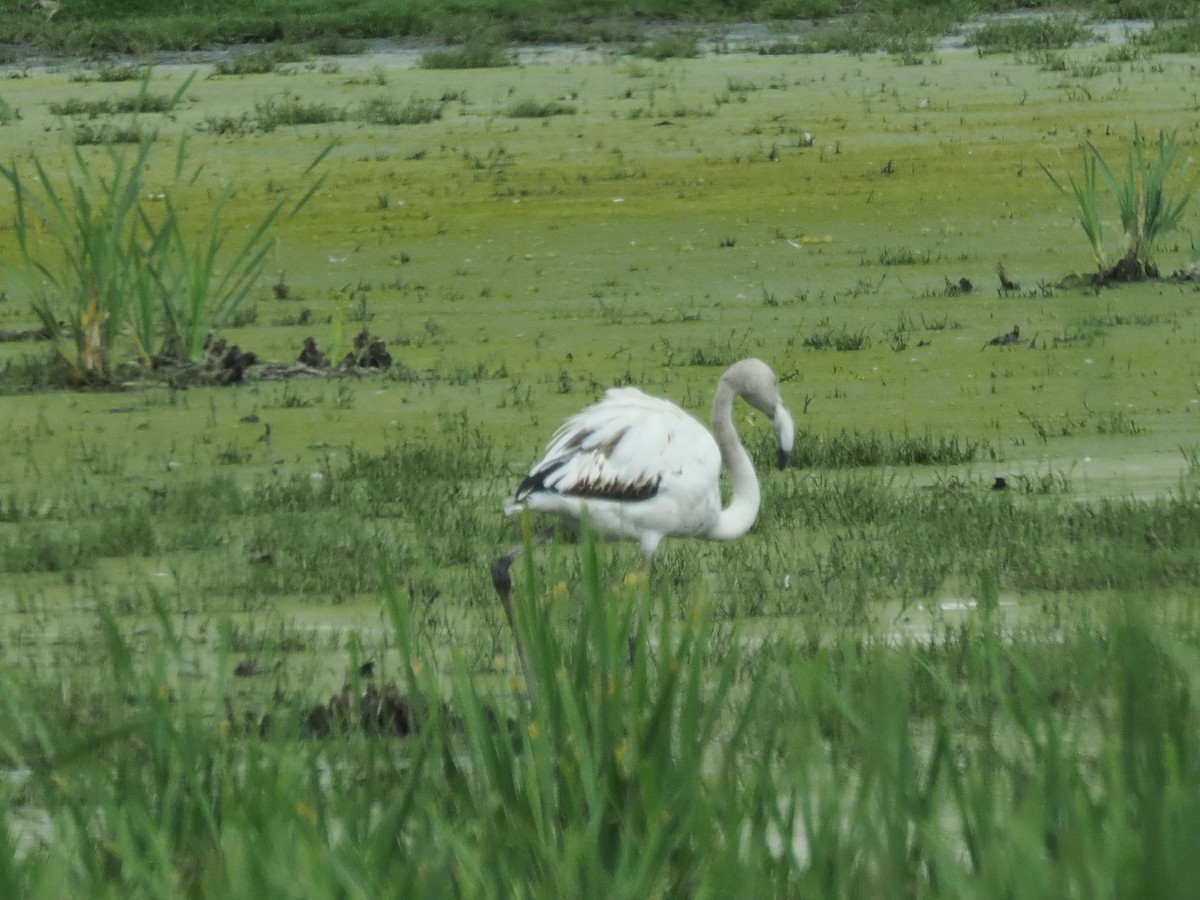 Greater Flamingo - ML647021217