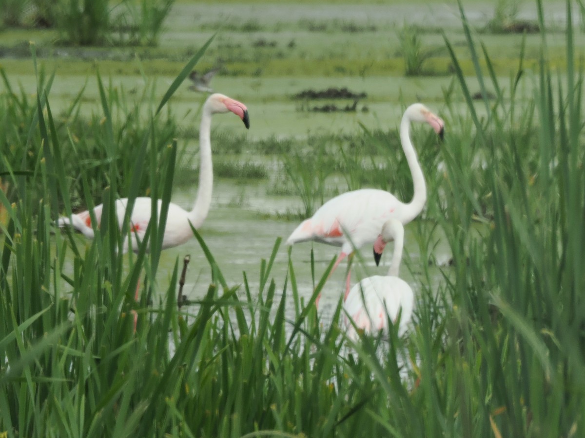 Greater Flamingo - ML647021218