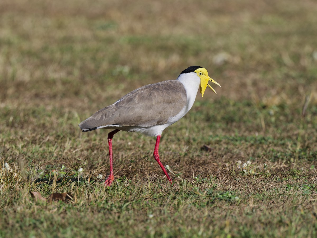 Hegabera maskaraduna - ML647021225
