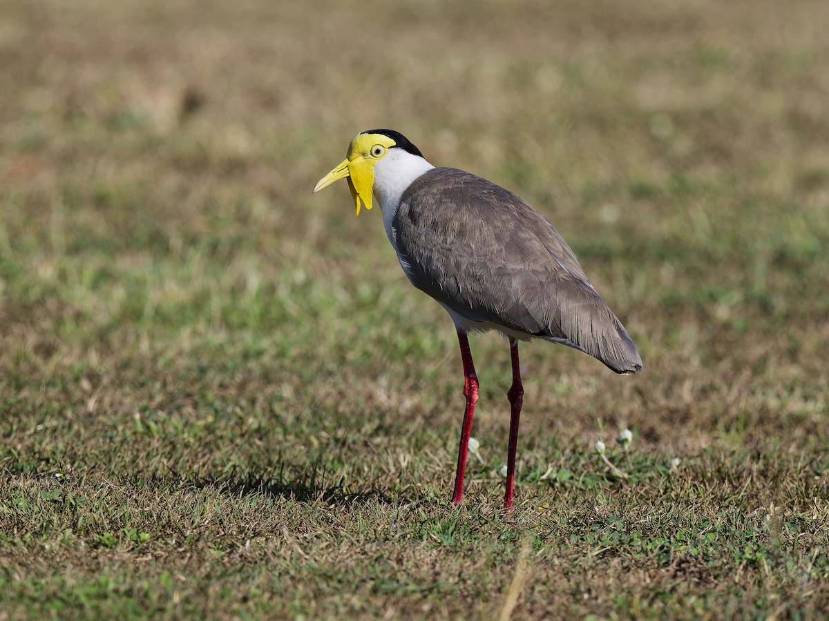 Hegabera maskaraduna - ML647021226