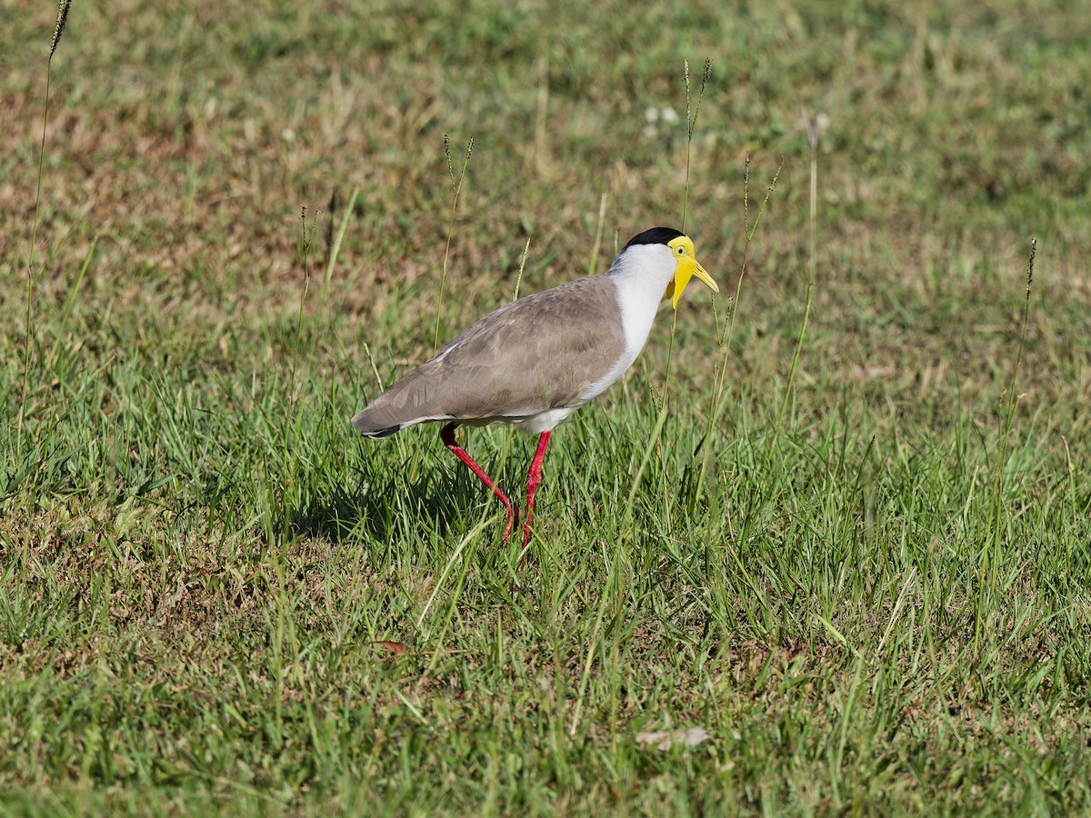 Hegabera maskaraduna - ML647021227
