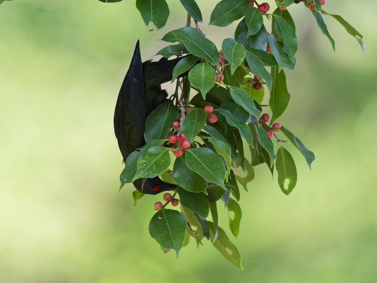 špaček lesklý - ML647021230