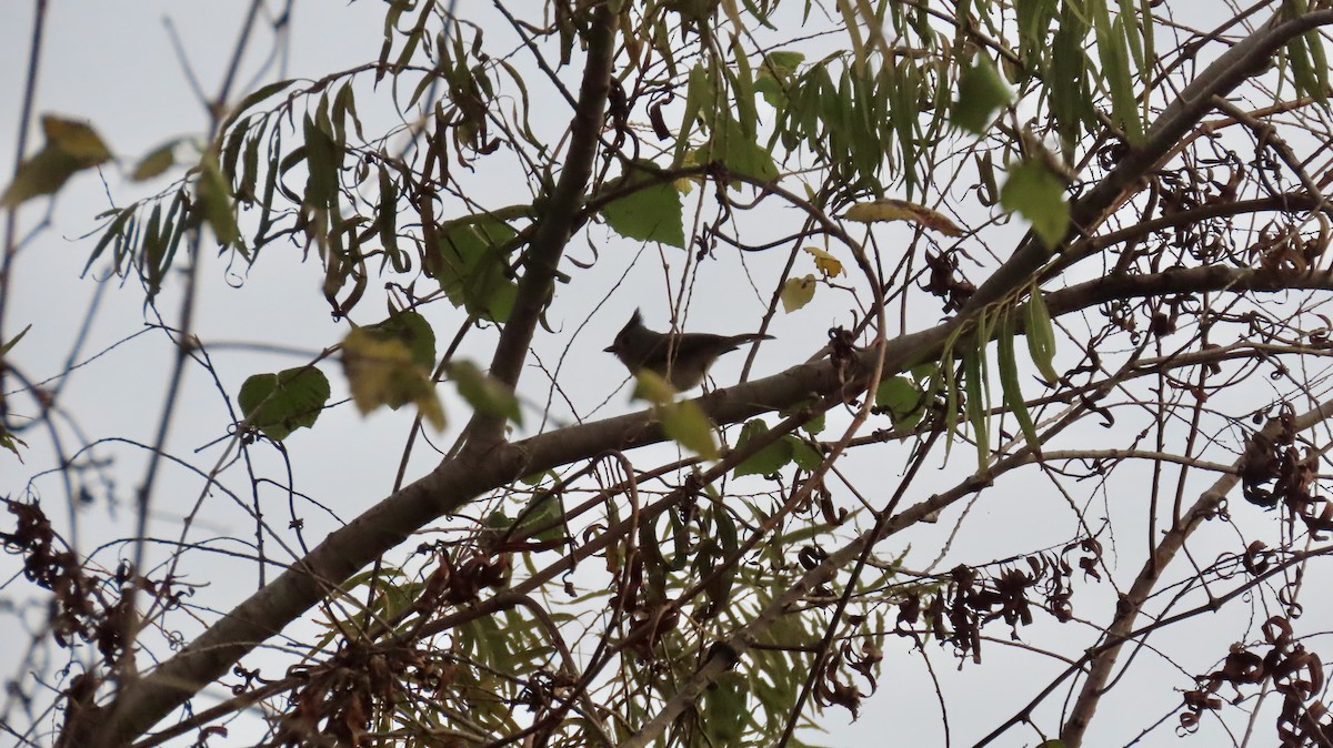 sýkora černochocholatá - ML647021233