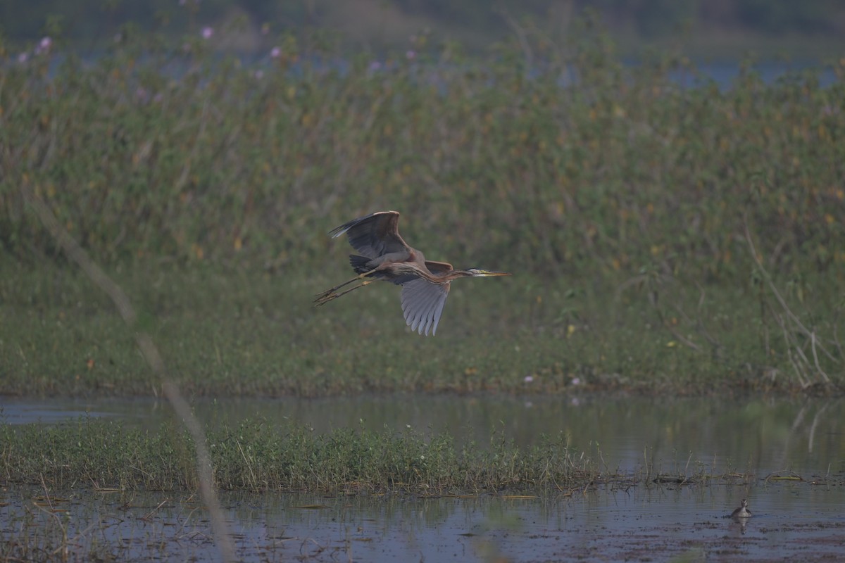 Purple Heron - ML647021236